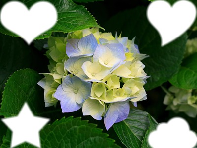 fleur hortensias Montaje fotografico