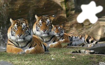 Tigre & ♥ Fotomontage