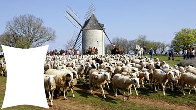 moutons Fotomontāža