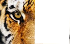 Tiger <3 Photo frame effect
