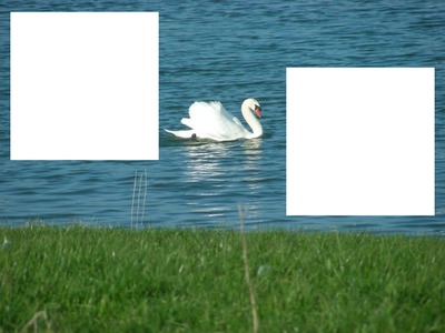 157 cygne  ,,,laly Montage photo