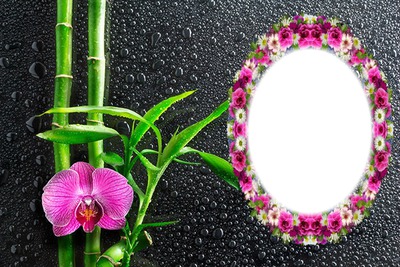 cadre orchidées Photomontage