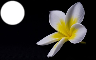 fleur de  lys Fotomontasje
