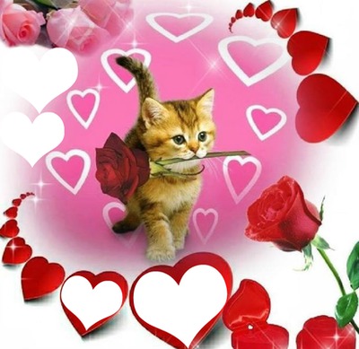 chat avec une rose dans sa gueule et des coeurs  4 photos