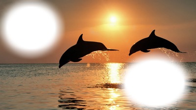 dauphins coucher de soleil フォトモンタージュ