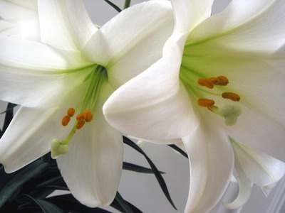 beyaz çiçekler Fotomontage