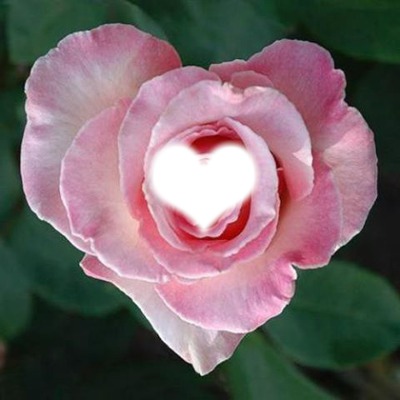 rose en forme de coeur