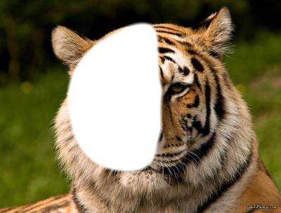 Demi tête de tigre Fotómontázs