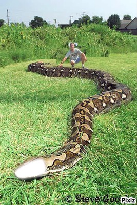 gros serpent