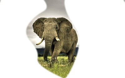 elephant Fotomontaż
