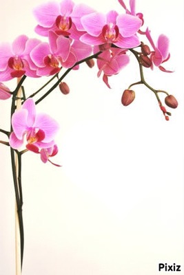 orchidée1 Fotomontāža
