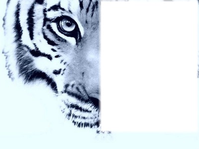tigre blanc Fotomontaż