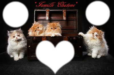 *Famille chatons* Фотомонтаж