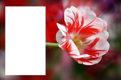 cadre fleur Fotomontāža