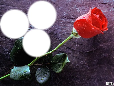 une rose pour 3 amours フォトモンタージュ