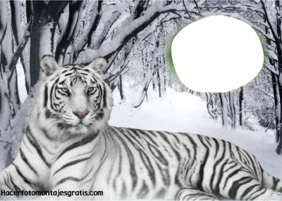 tigre blanco フォトモンタージュ