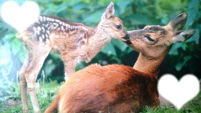 bambi et sa maman Fotómontázs