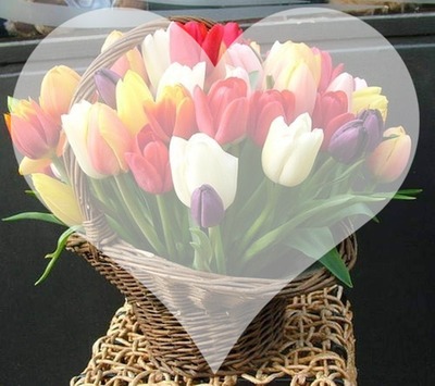 Tulip Photo frame effect