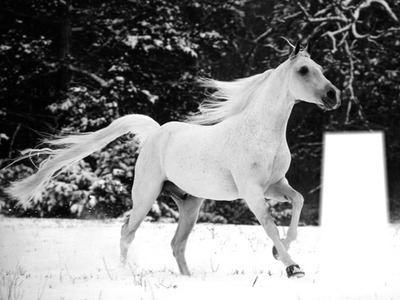 HORSE Photo frame effect