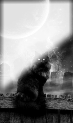chat noir Fotomontažas