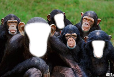 Bande de macaques Photomontage