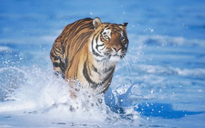 Tigre Des Neiges Montaje fotografico