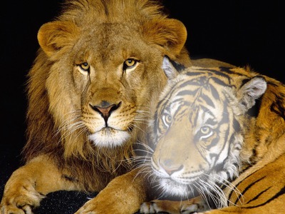 lion tigr Fotomontaggio