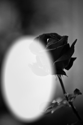 rose noir Photomontage