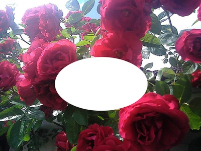 cadre roses Photo frame effect