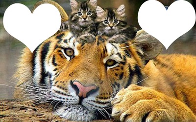 Coeur Tigre Fotomontage