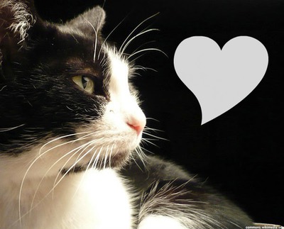 le chat de l amour Photo frame effect