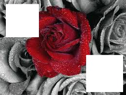 amour de rose Fotomontage