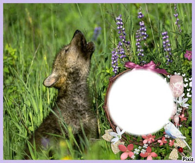 chien loup Photo frame effect