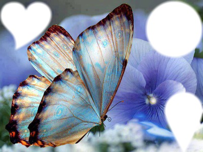 Mystic Butterfly Photo frame effect