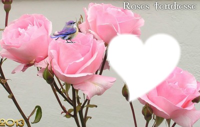 Rose tendresse/* Fotomontage