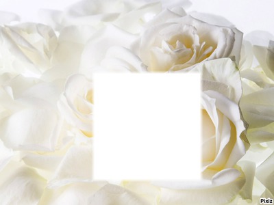 yellow roses Photo frame effect