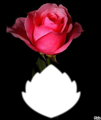 Rose tendresse/* Fotomontaż