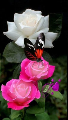 renewilly mariposa y rosas Фотомонтажа