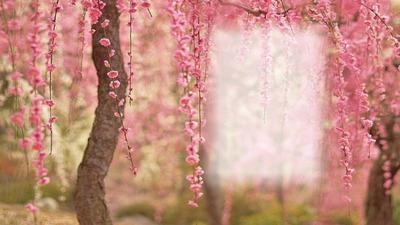 Spring Blossums フォトモンタージュ