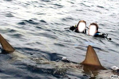 requin Fotomontáž