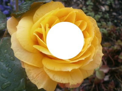 rose jaune laly