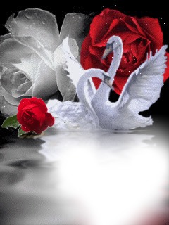 swans & Roses Montaje fotografico