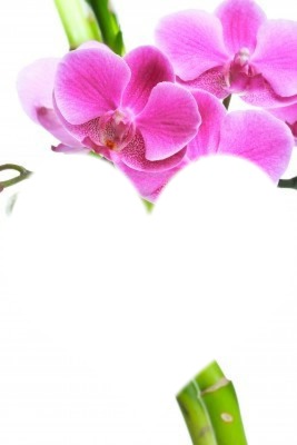 Orchidée et bambou Photo frame effect
