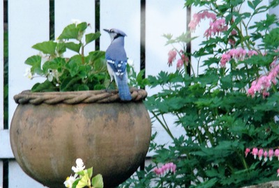 geai bleu dans les fleurs Фотомонтажа