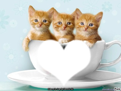 3 chatons Fotomontagem