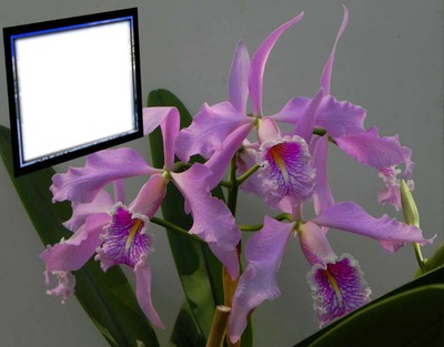 cadre orchidées Fotomontāža