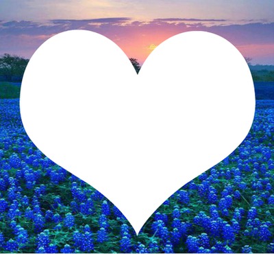 coeur champ fleur bleu Montaje fotografico