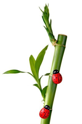 bambou Фотомонтажа
