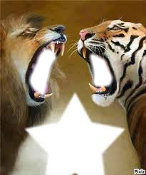 lion contre tigre Montage photo