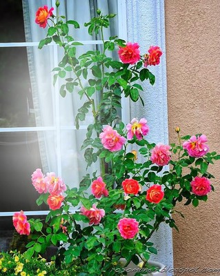 Les Roses Fotomontaggio